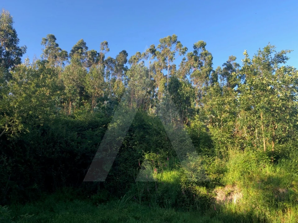 Terreno para Venda em Pessegueiro do Vouga Foto 9