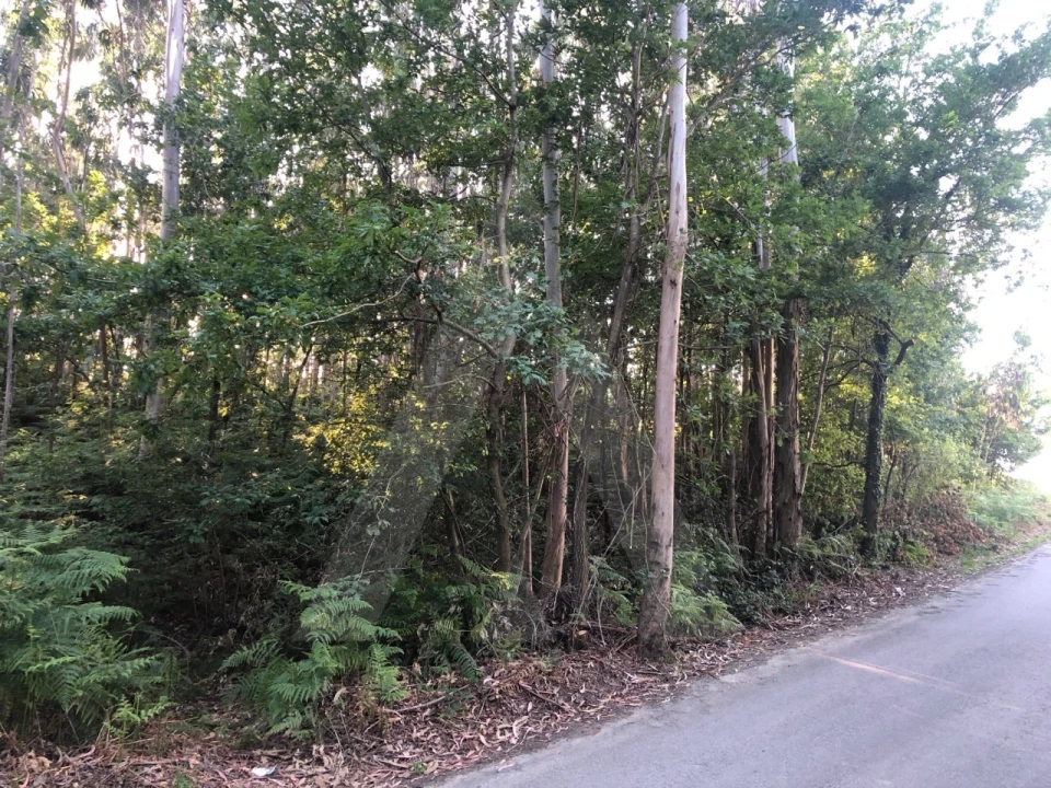 Terreno para Venda em Pessegueiro do Vouga Foto 11