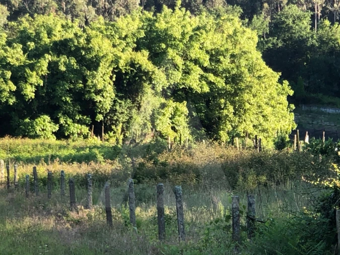 Terreno para Venda em Pessegueiro do Vouga Foto 5