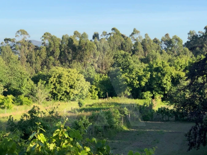 Terreno para Venda em Pessegueiro do Vouga Foto 7