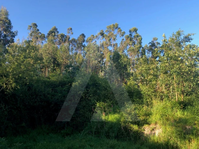 Terreno para Venda em Pessegueiro do Vouga Foto 9