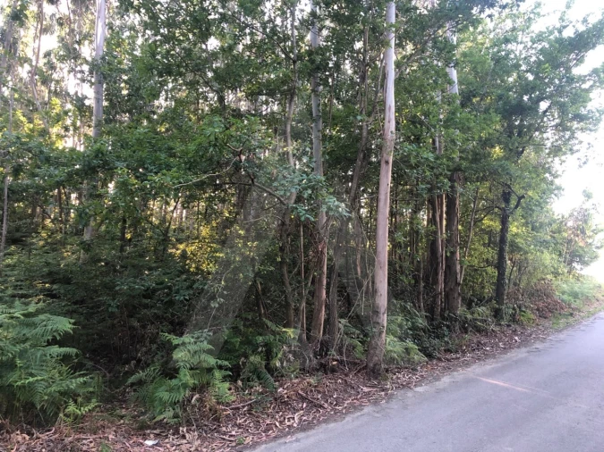 Terreno para Venda em Pessegueiro do Vouga Foto 11