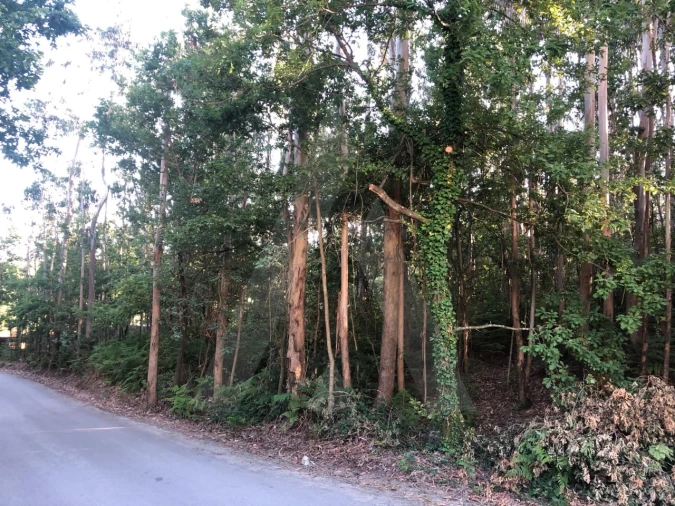 Terreno para Venda em Pessegueiro do Vouga Foto 12