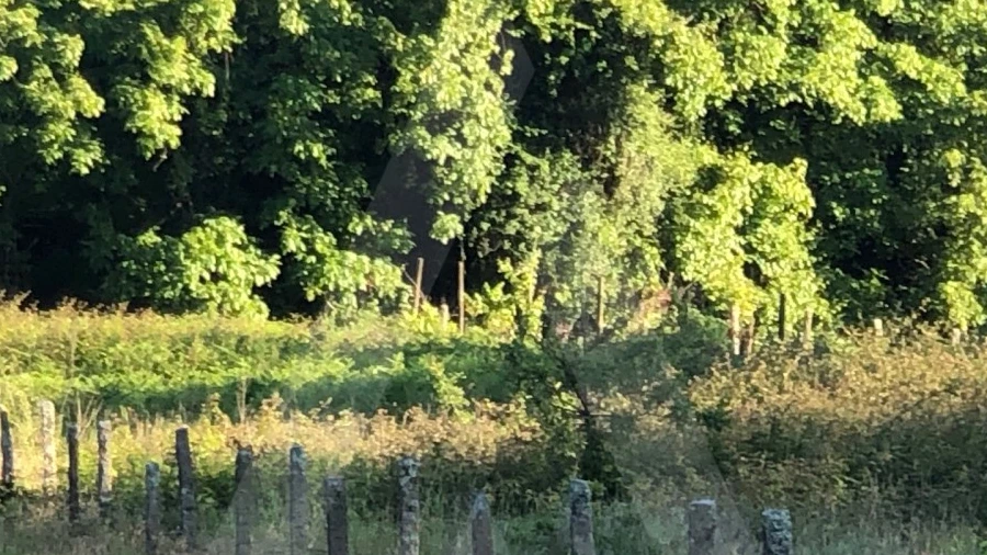 Terreno para Venda em Pessegueiro do Vouga