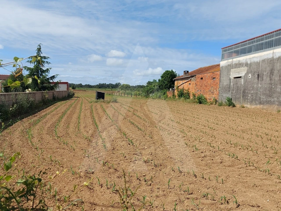 Terreno para Venda em Branca Foto 5