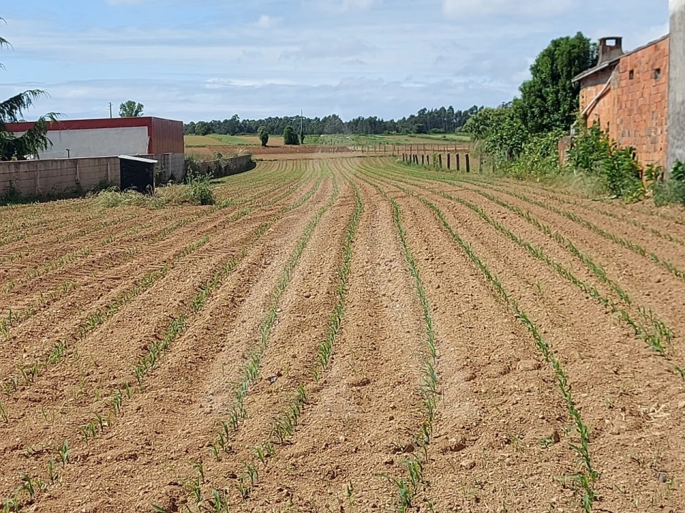 Terreno para Venda em Branca Foto 7