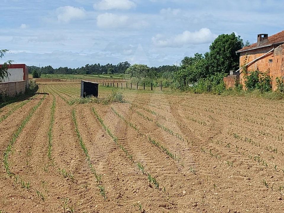 Terreno para Venda em Branca Foto 8