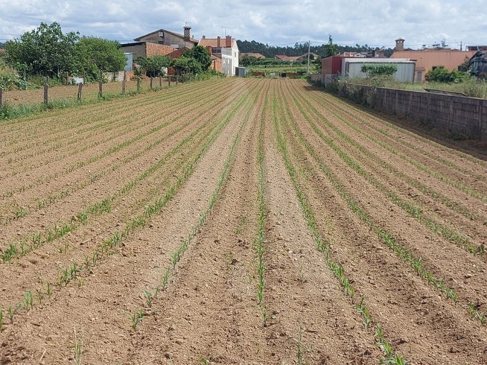 Terreno para Venda em Branca Foto 14