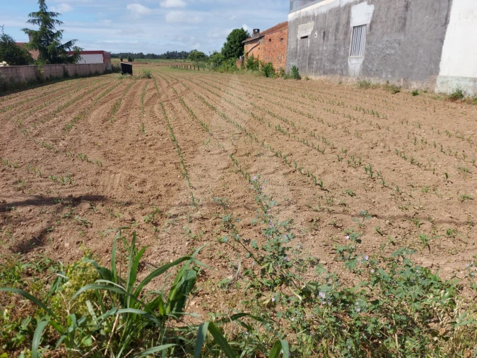 Terreno para Venda em Branca Foto 6