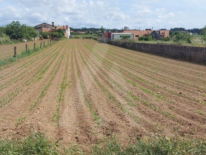 Terreno para Venda em Branca Foto 13