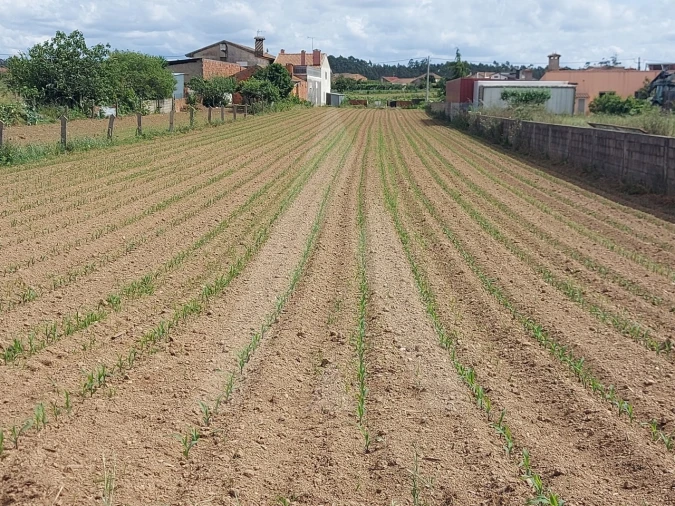 Terreno para Venda em Branca Foto 14