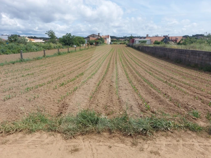 Terreno para Venda em Branca Foto 15