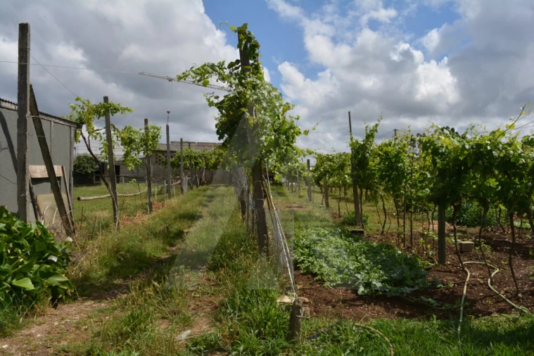 Terreno para Venda em Albergaria-A-Velha e Valmaior Foto 5