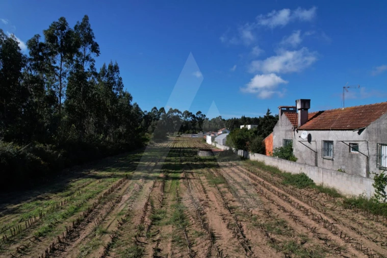 Terreno para Venda em Soza Foto 4
