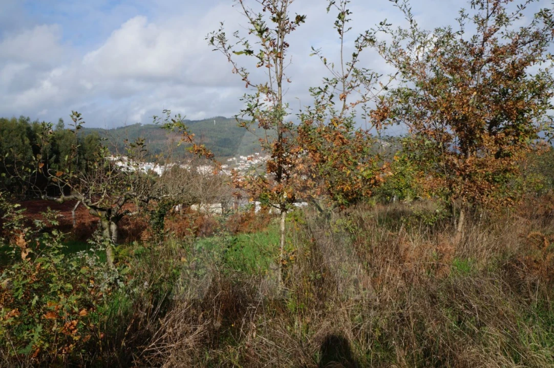 Terreno para Venda em Sever do Vouga Foto 8