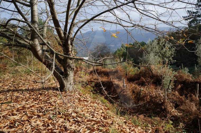 Terreno para Venda em Sever do Vouga Foto 3