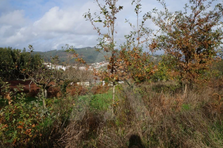 Terreno para Venda em Sever do Vouga Foto 8