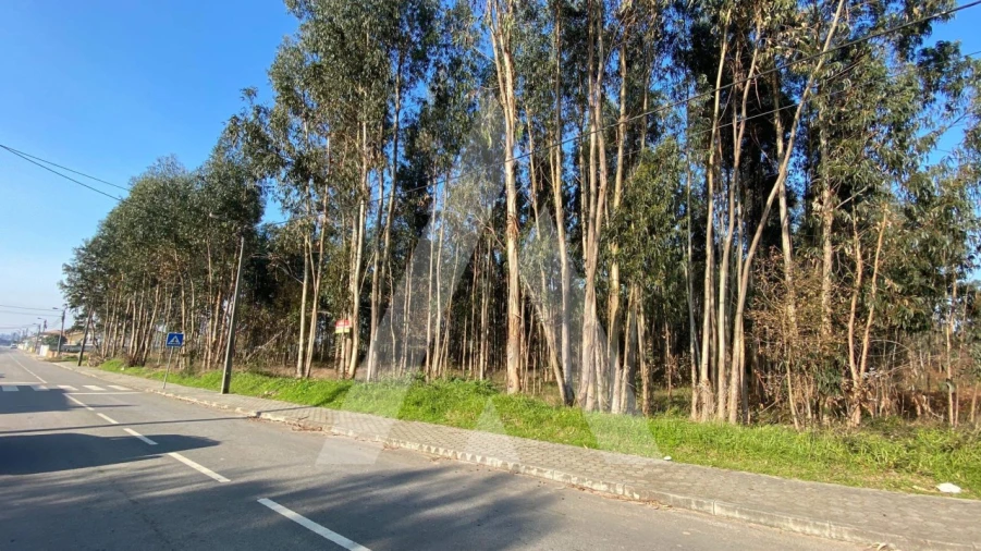 Terreno para Venda em Ovar, São João, Arada e São Vicente de Pereira Jusã Foto 3