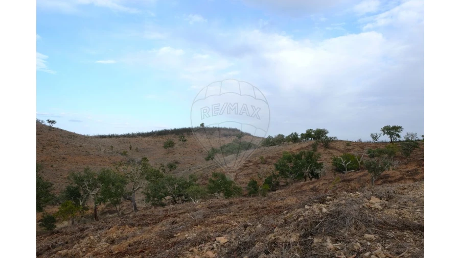 Negócio para Venda em São Martinho das Amoreiras Foto 3