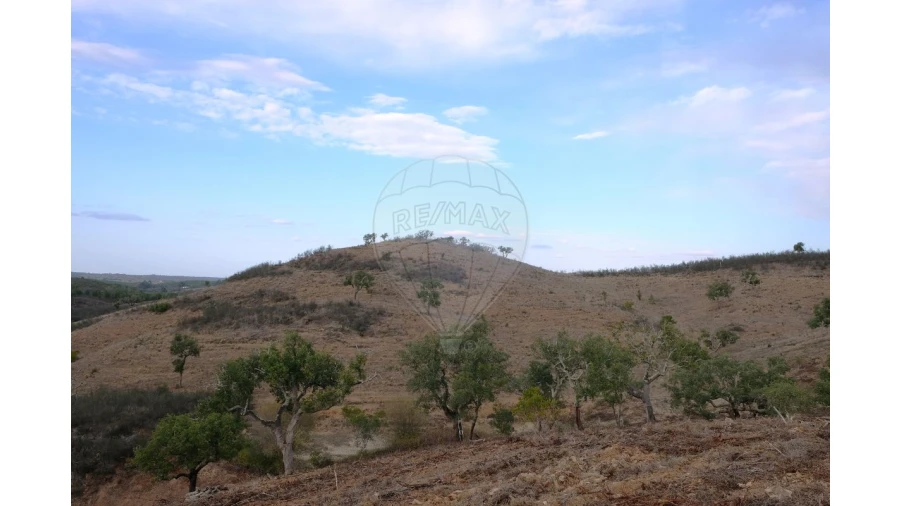 Negócio para Venda em São Martinho das Amoreiras Foto 4
