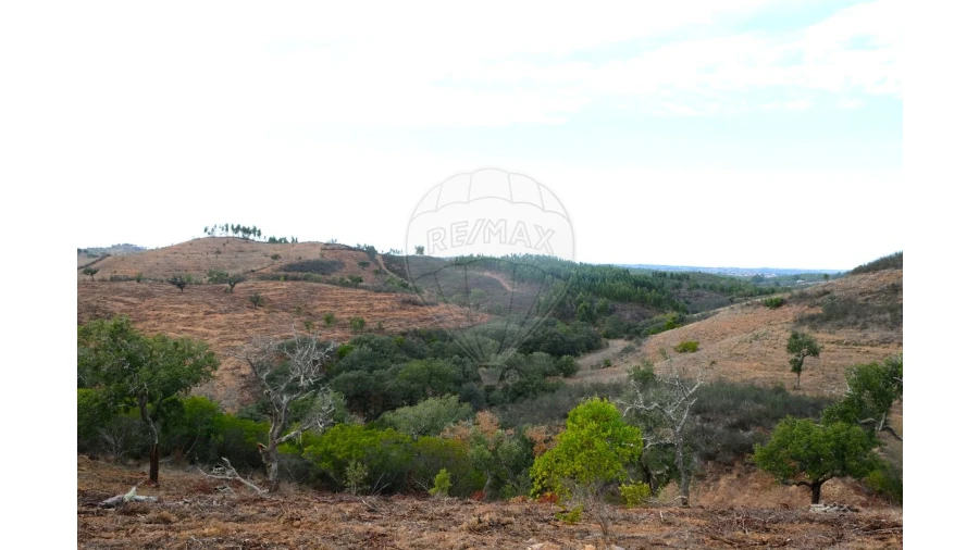 Negócio para Venda em São Martinho das Amoreiras Foto 5