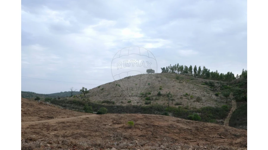 Negócio para Venda em São Martinho das Amoreiras Foto 9
