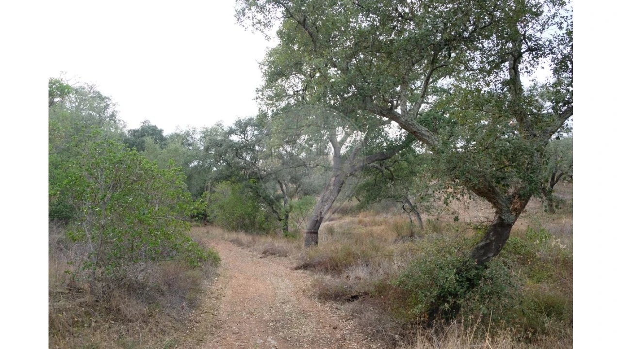 Negócio para Venda em São Martinho das Amoreiras Foto 1