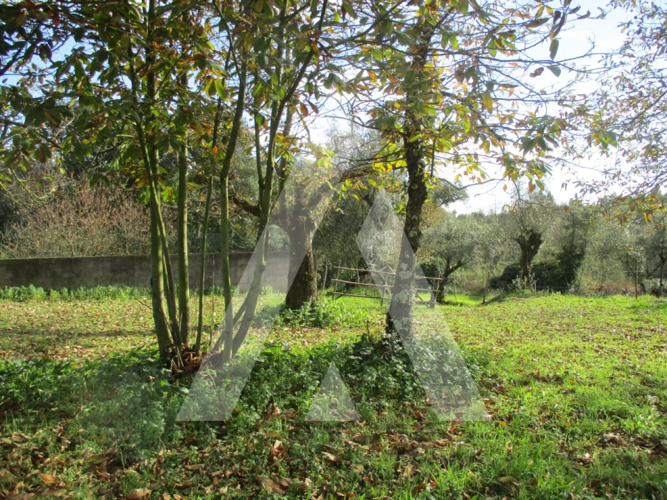 Terreno para Venda em Oliveira do Bairro Foto 4