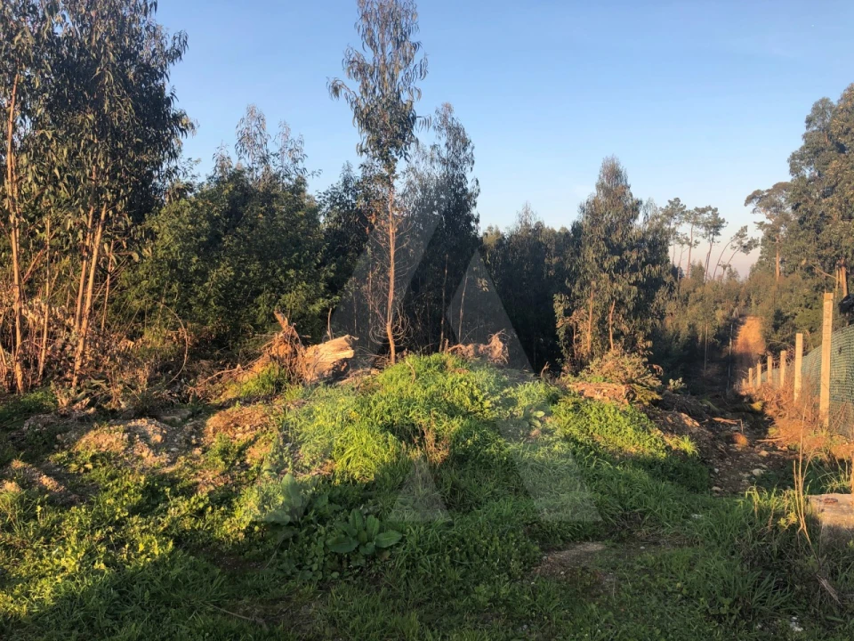 Terreno para Venda em Águeda e Borralha Foto 2