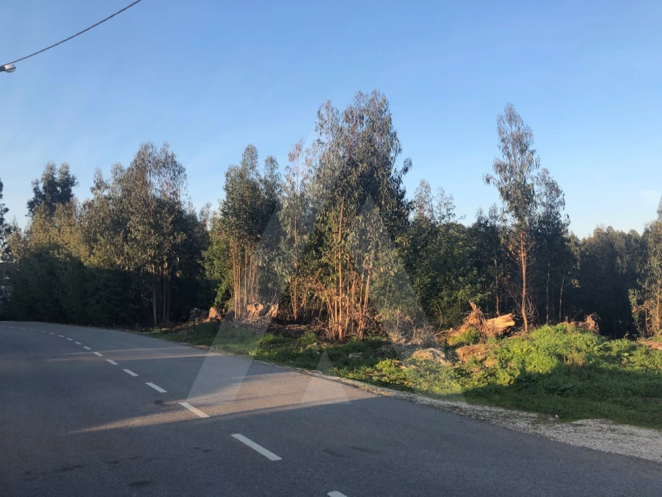 Terreno para Venda em Águeda e Borralha Foto 3