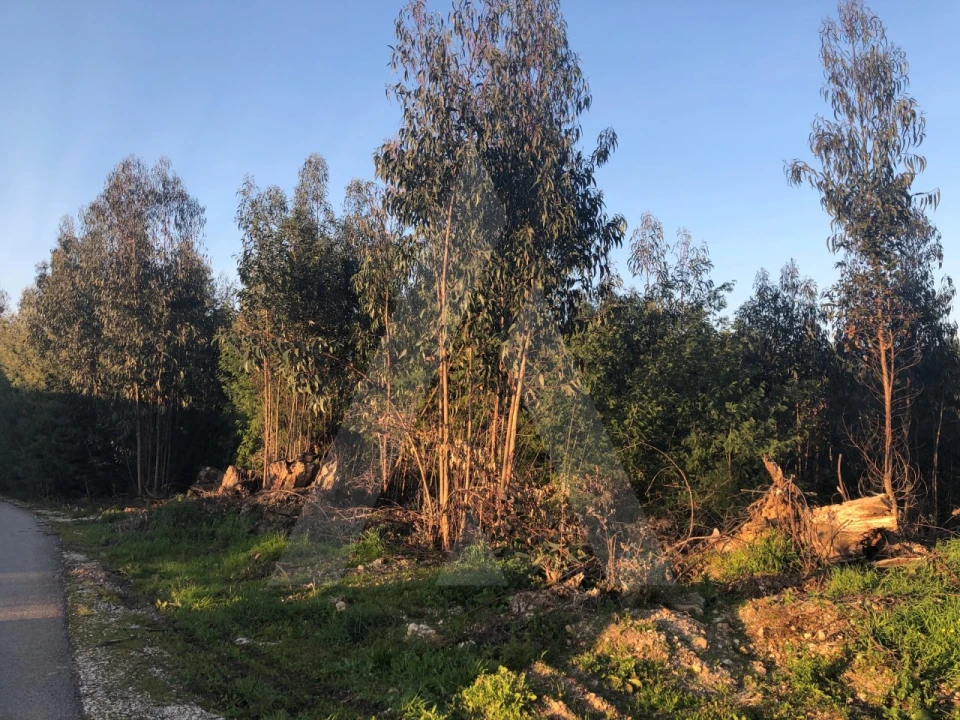 Terreno para Venda em Águeda e Borralha Foto 4