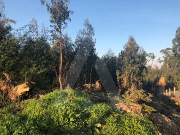 Terreno para Venda em Águeda e Borralha