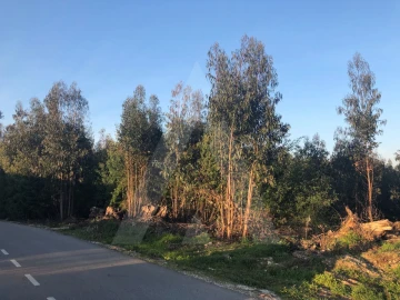 Terreno para Venda em Águeda e Borralha