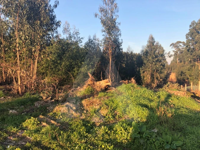 Terreno para Venda em Águeda e Borralha Foto 5