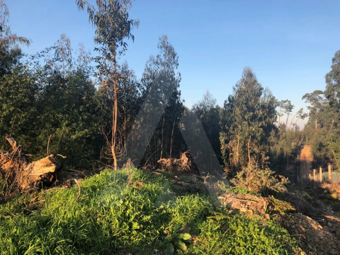 Terreno para Venda em Águeda e Borralha Foto 6