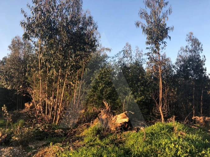 Terreno para Venda em Águeda e Borralha Foto 8