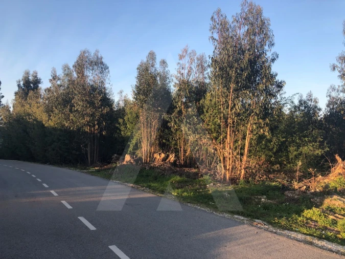 Terreno para Venda em Águeda e Borralha Foto 9