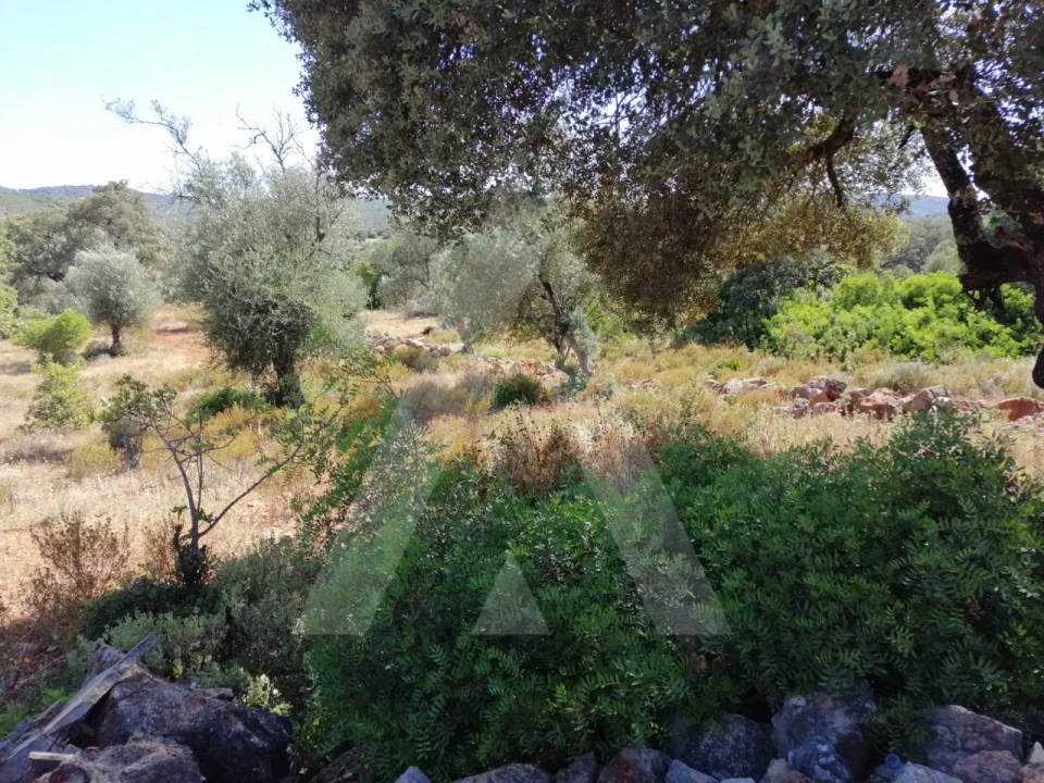Terreno para Venda em Querença, Tôr e Benafim Foto 15