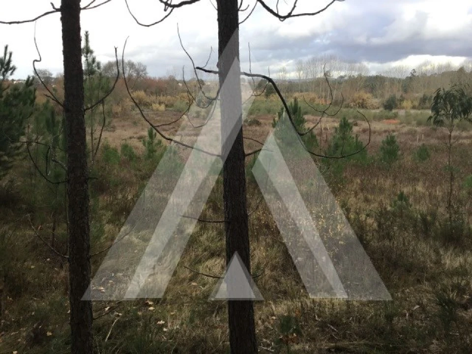 Terreno para Venda em Mealhada, Ventosa do Bairro e Antes Foto 2