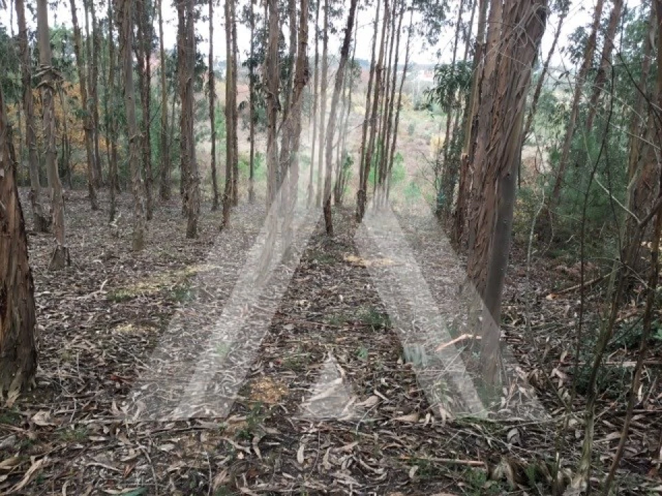 Terreno para Venda em Mealhada, Ventosa do Bairro e Antes Foto 3