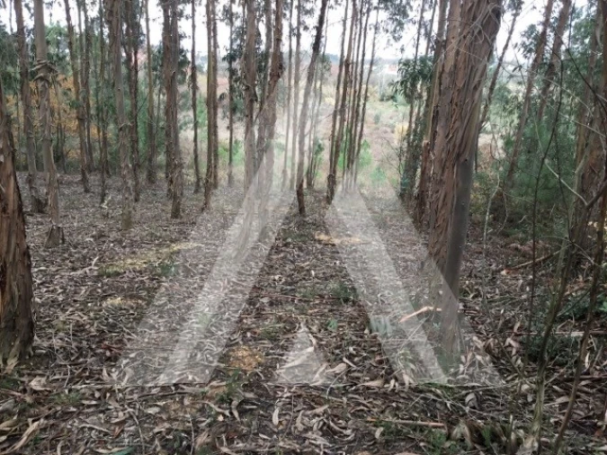 Terreno para Venda em Mealhada, Ventosa do Bairro e Antes Foto 3