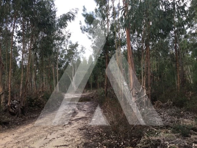Terreno para Venda em Mealhada, Ventosa do Bairro e Antes Foto 4
