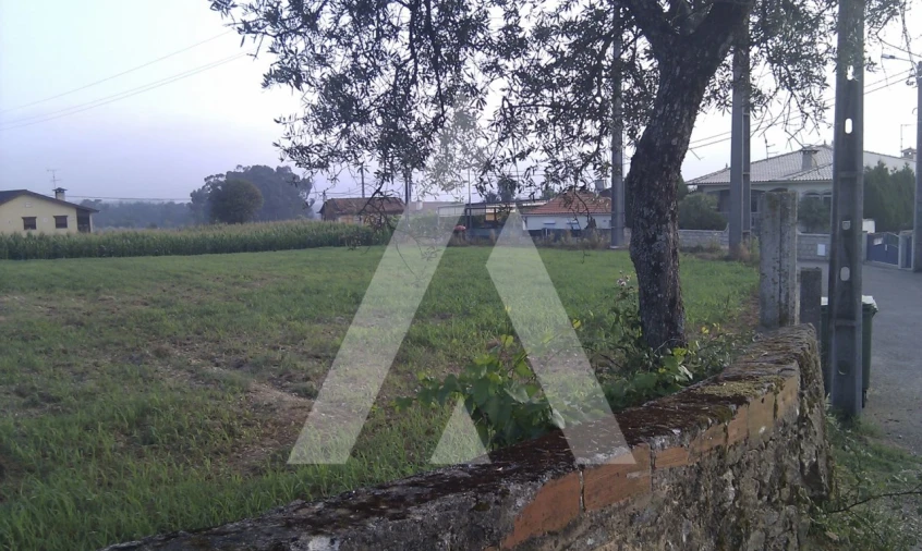 Terreno para Venda em Pinheiro da Bemposta, Travanca e Palmaz Foto 3
