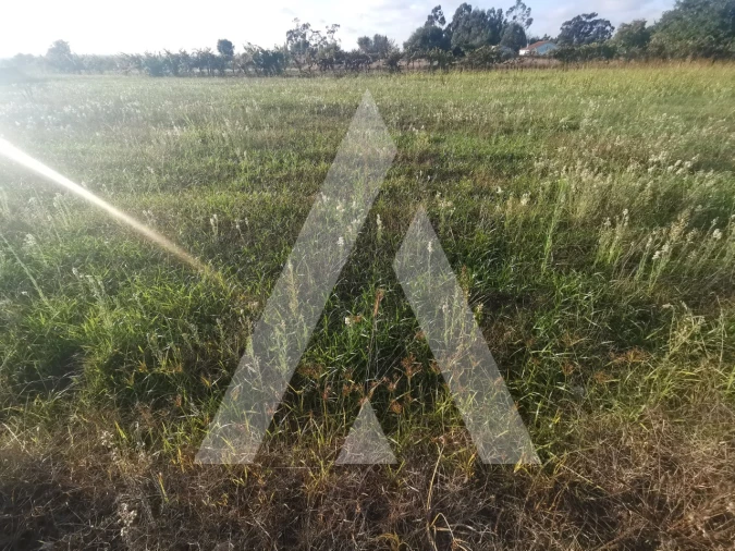 Terreno para Venda em Cacia Foto 3