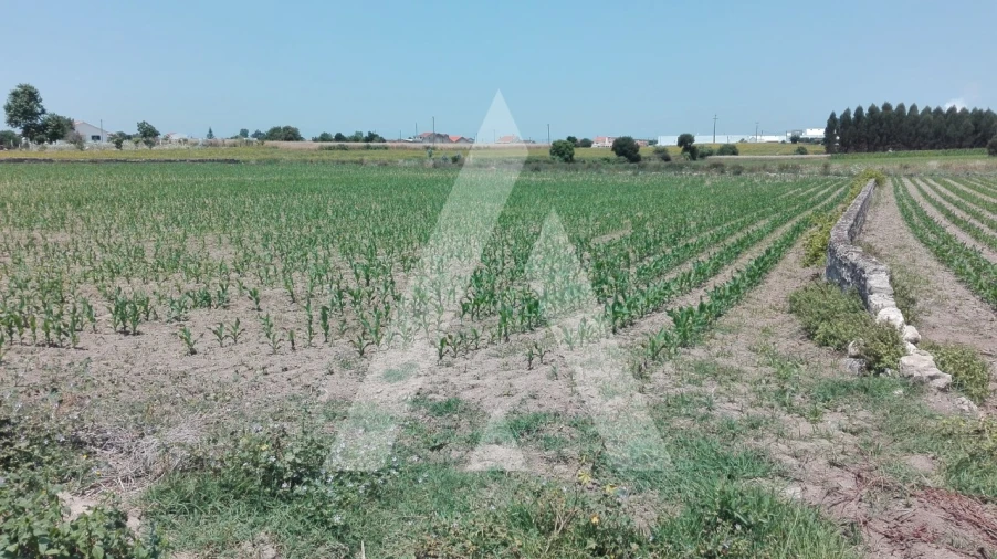 Terreno para Venda em Aradas