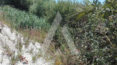 Terreno para Venda em Ílhavo (São Salvador)