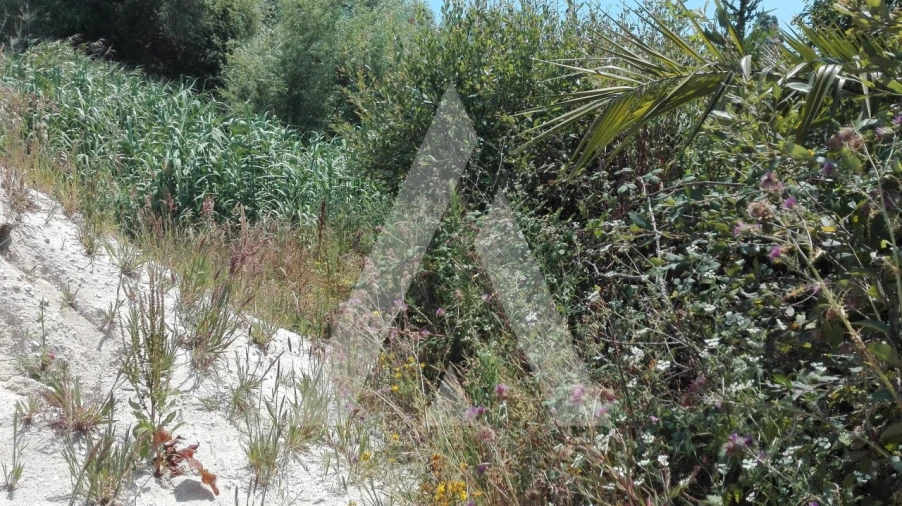 Terreno para Venda em Ílhavo (São Salvador) Foto 3