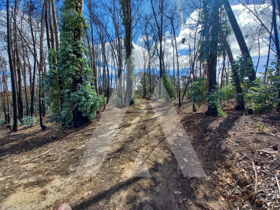 Terreno para Venda em Espite Foto 14
