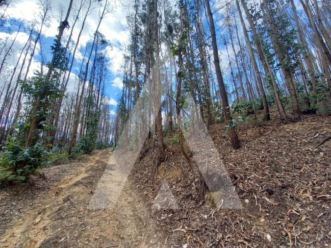 Terreno para Venda em Espite Foto 6