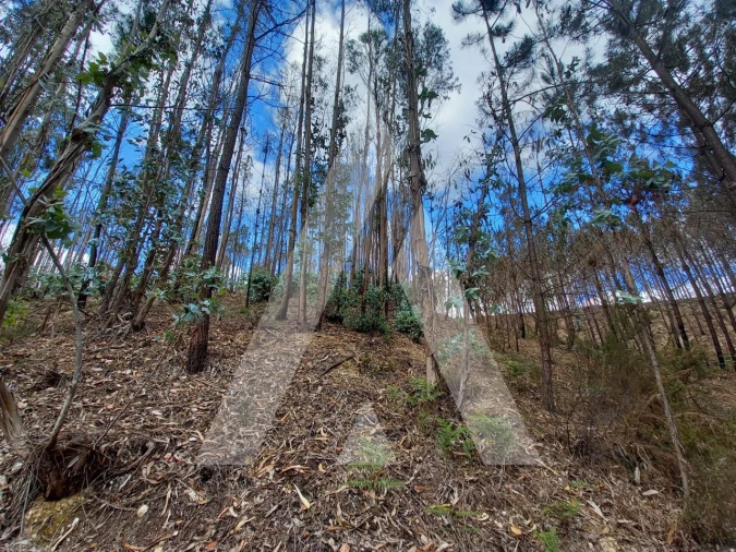 Terreno para Venda em Espite Foto 7